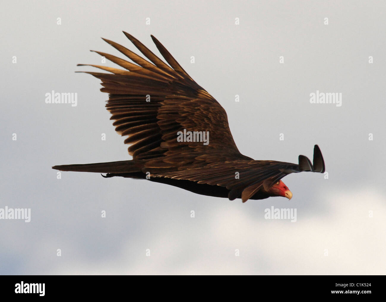 Urubu à tête rouge (Cathartes aura) dans l'ouest du Texas, dans la pointe nord de la désert de Chihuahuan. Banque D'Images