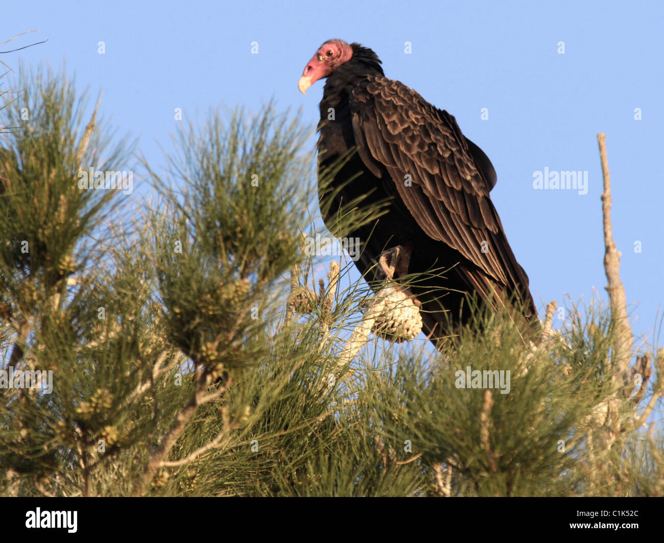 Urubu à tête rouge (Cathartes aura) dans l'ouest du Texas, dans la pointe nord de la désert de Chihuahuan. Banque D'Images