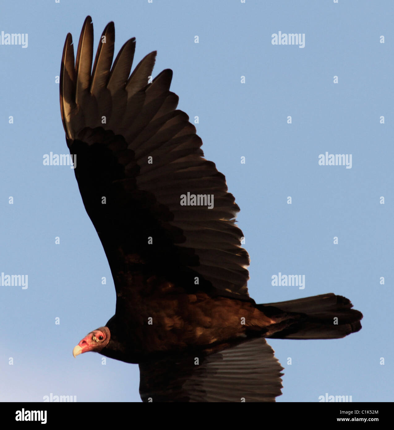 Urubu à tête rouge (Cathartes aura) dans l'ouest du Texas, dans la pointe nord de la désert de Chihuahuan. Banque D'Images