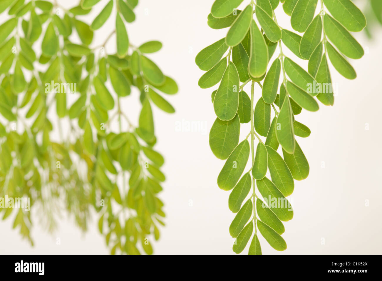 Plan macro sur les feuilles de Moringa (Moringa oleifera) Banque D'Images Plan macro sur les feuilles de Moringa (Moringa oleifera) Banque D'Images