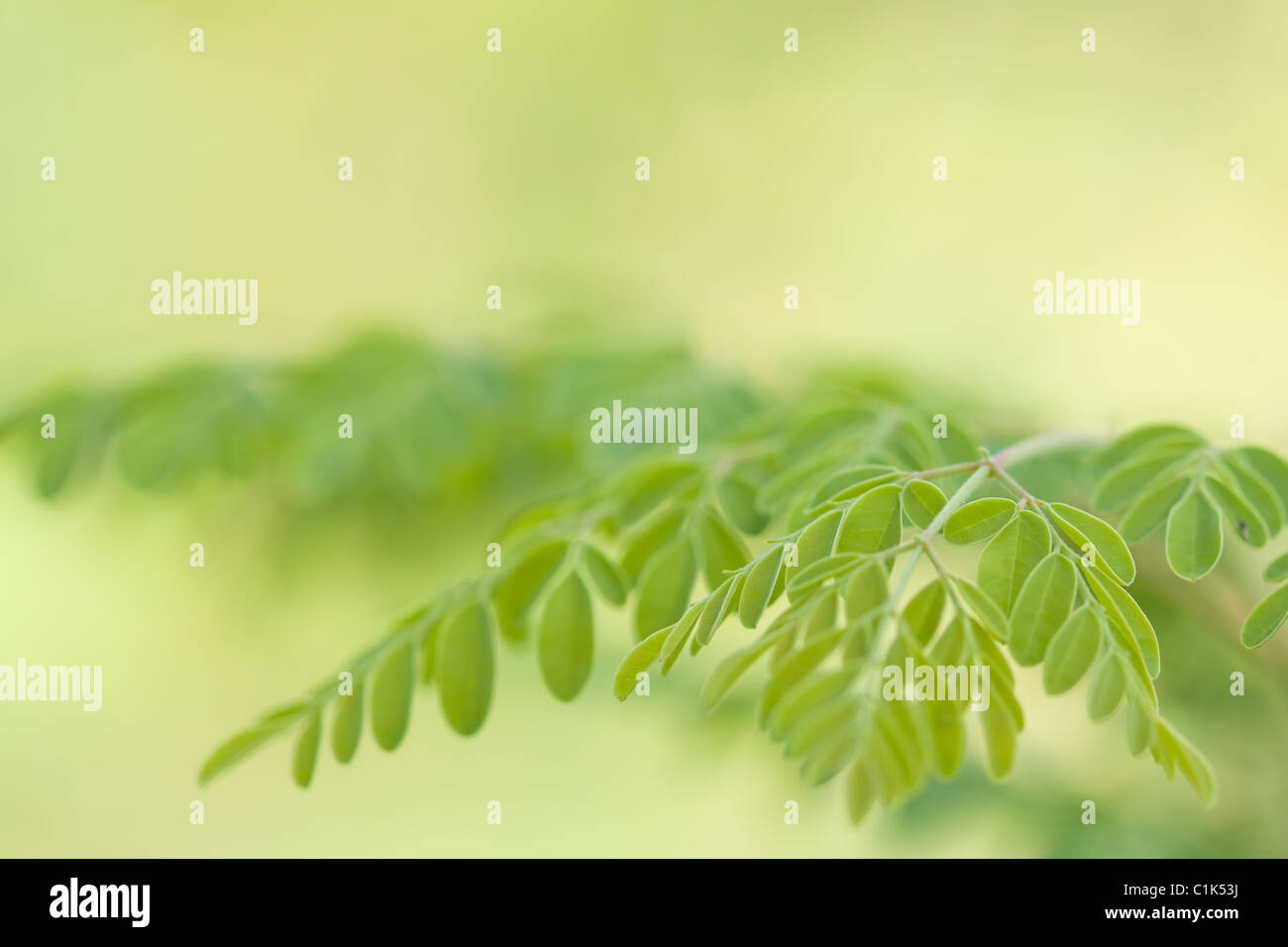 Plan macro sur les feuilles de moringa. Banque D'Images Plan macro sur les feuilles de moringa. Banque D'Images