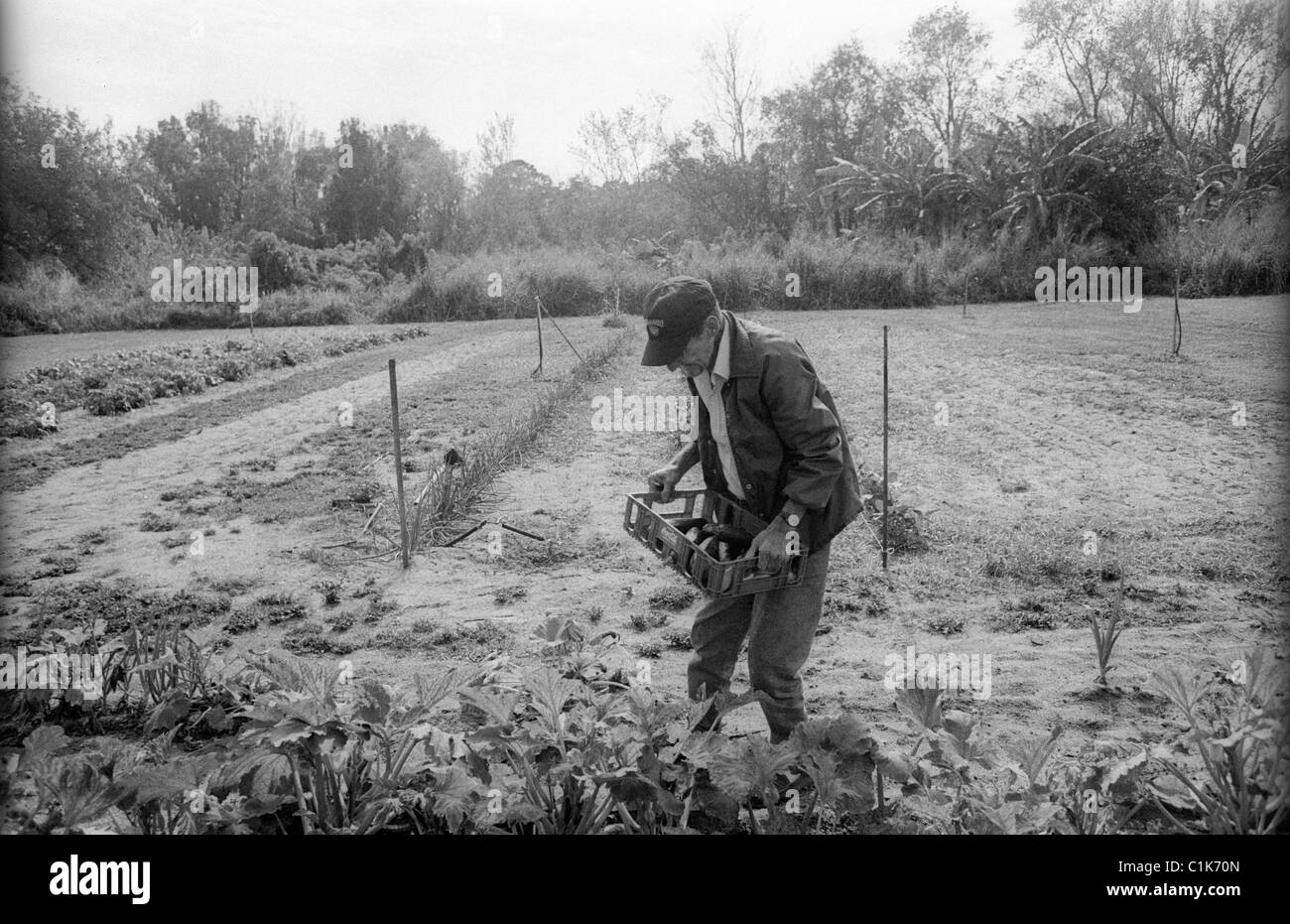 Ancien Grand-père ancien combattant de la deuxième guerre mondiale hobo ouvriers agricoles retraités se développe sa propre nourriture l'agriculture biologique Banque D'Images