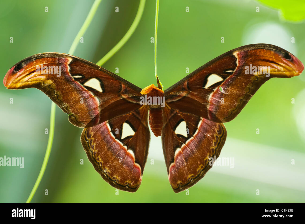 Atlas Moth (Attacus atlas) éclos de Cocoon et le séchage des ailes. Banque D'Images