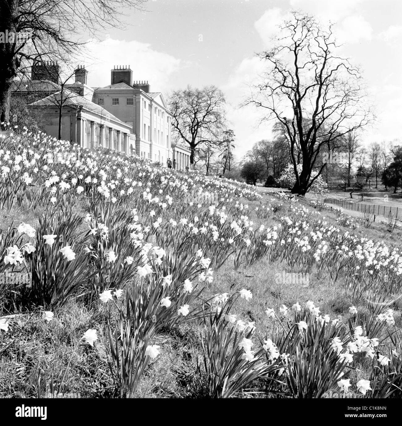 Années 1950, printemps et jonquilles en fleurs dans les jardins de Kenwood House par Hampstead Heath, Londres, ancienne résidence des comtes de Mansfield. Banque D'Images