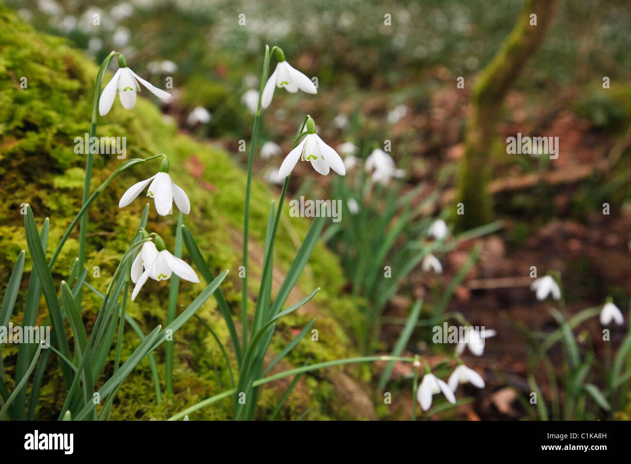 Perce-neige (Galanthus nivalis sauvages) croissant dans les bois par un rocher moussu en hiver. Gwynedd au nord du Pays de Galles UK en Grande-Bretagne. Banque D'Images