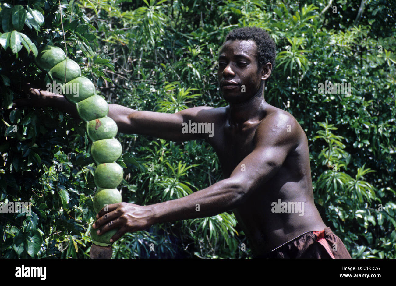 Malgache Man and Giant Seed Pods of Sabre Creeper, Entada gigas, aka Monkey-ladder, Sea Bean ou coeur de la Mer Nosy Komba, au large de Nosy Be, Madagascar Banque D'Images