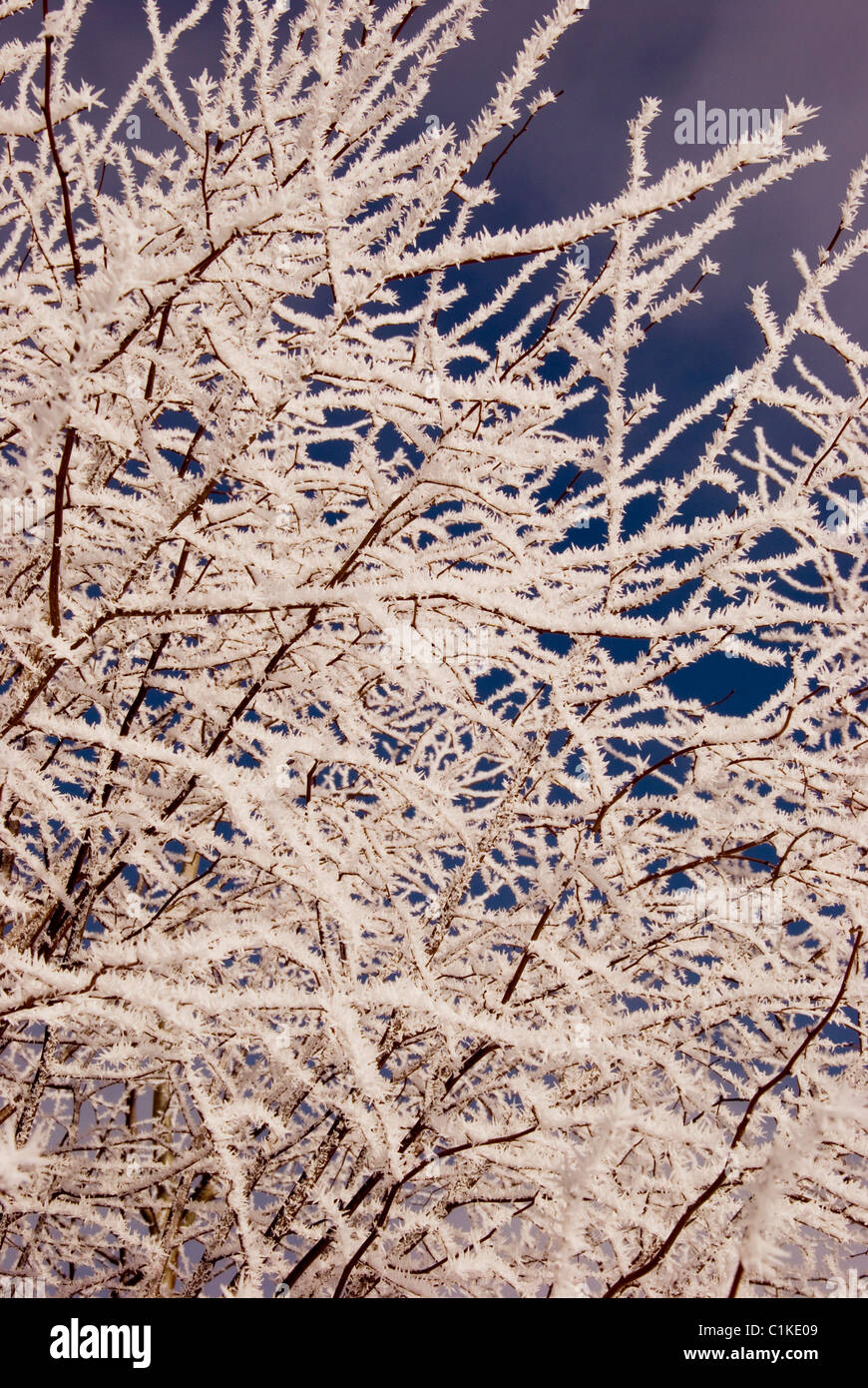 Petite Branche D Arbre Rime Avec Beau Https Municipalite Grand Metis Qc Ca Nouvelle Printempsrime Avec Prudent