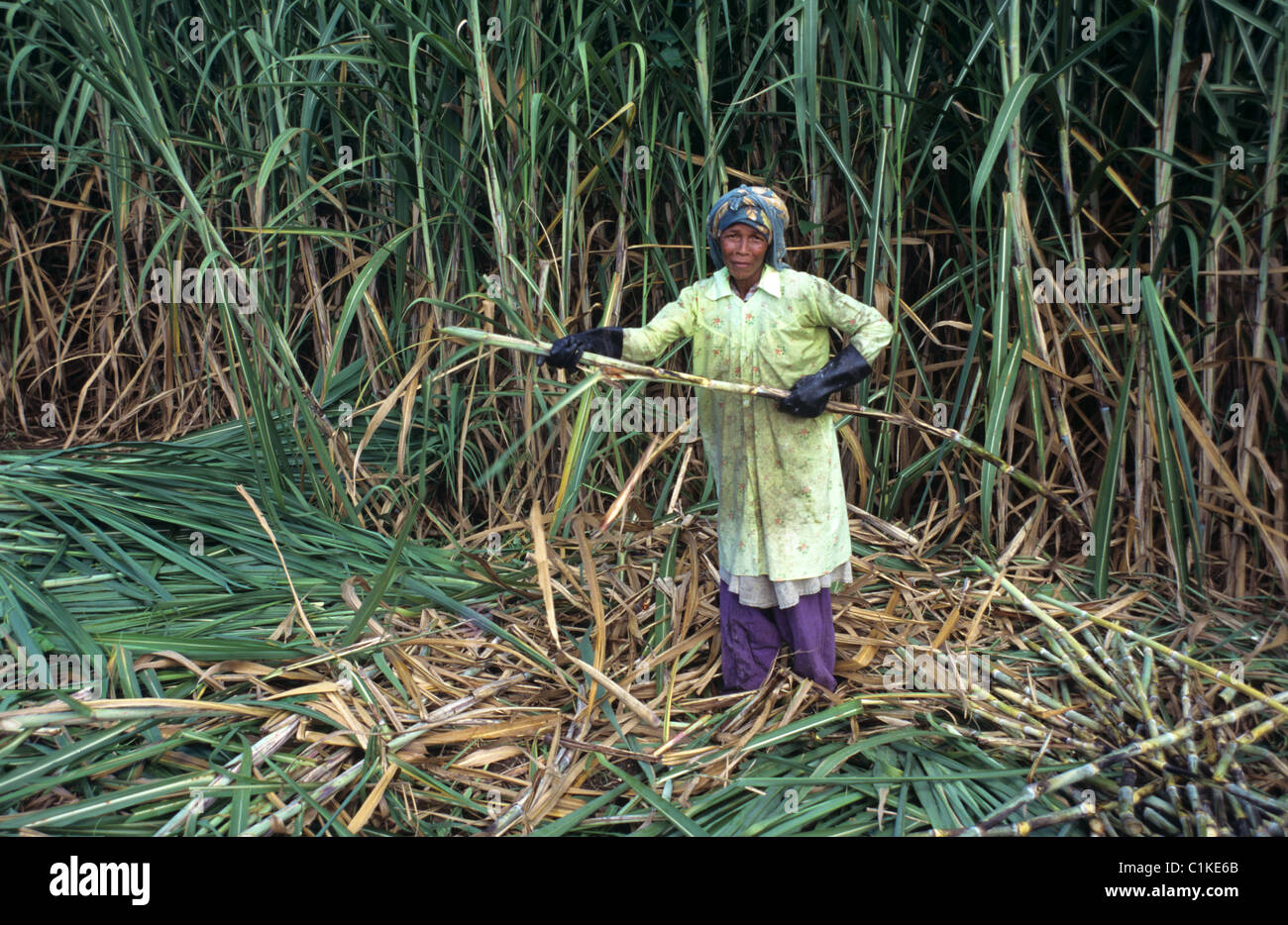 Paysan ou travailleur agricole malgache coupant la culture de canne à sucre dans la plantation de sucre, Nosy Be, Madagascar Banque D'Images
