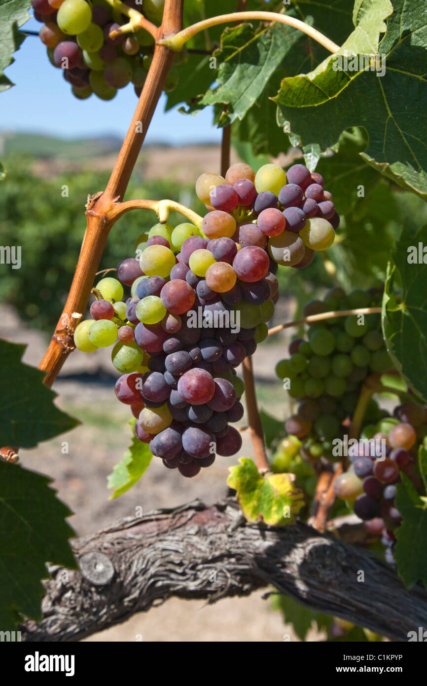 Raisins de vigne, Central Coast, Californie, États-Unis Banque D'Images