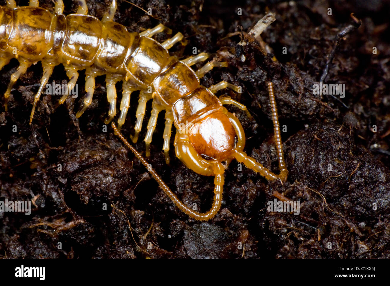 Centipede (Lithobius variegatus), Royaume-Uni Banque D'Images