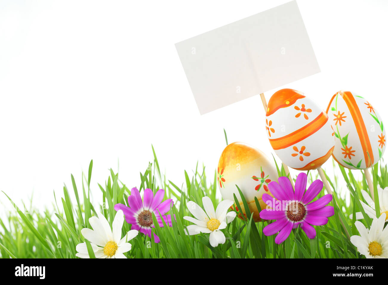 Les oeufs de Pâques jolie daisy,avec carte vierge sur l'herbe verte fraîche. Banque D'Images