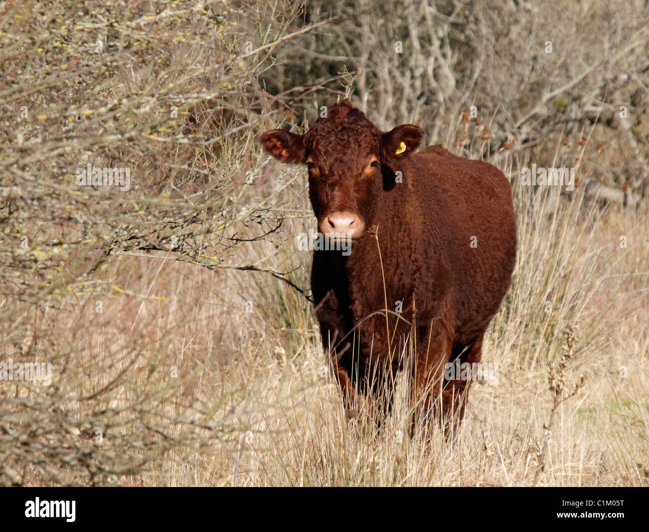 Ruby red Devon le pâturage du bétail sur les broussailles, braunton Burrows, Devon, UK Banque D'Images