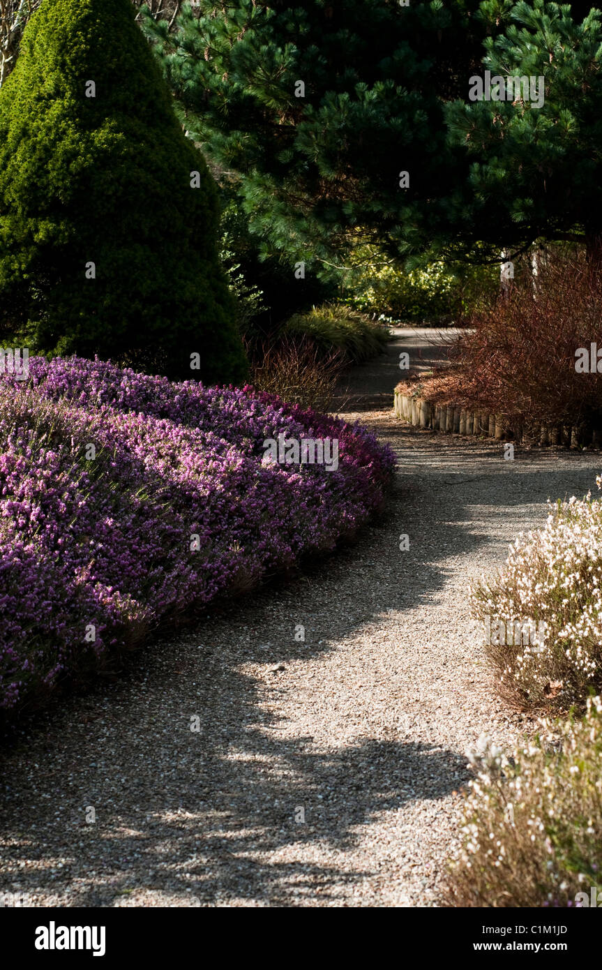 Le Jardin d'hiver à RHS Rosemoor en février, Devon, Angleterre, Royaume-Uni Banque D'Images