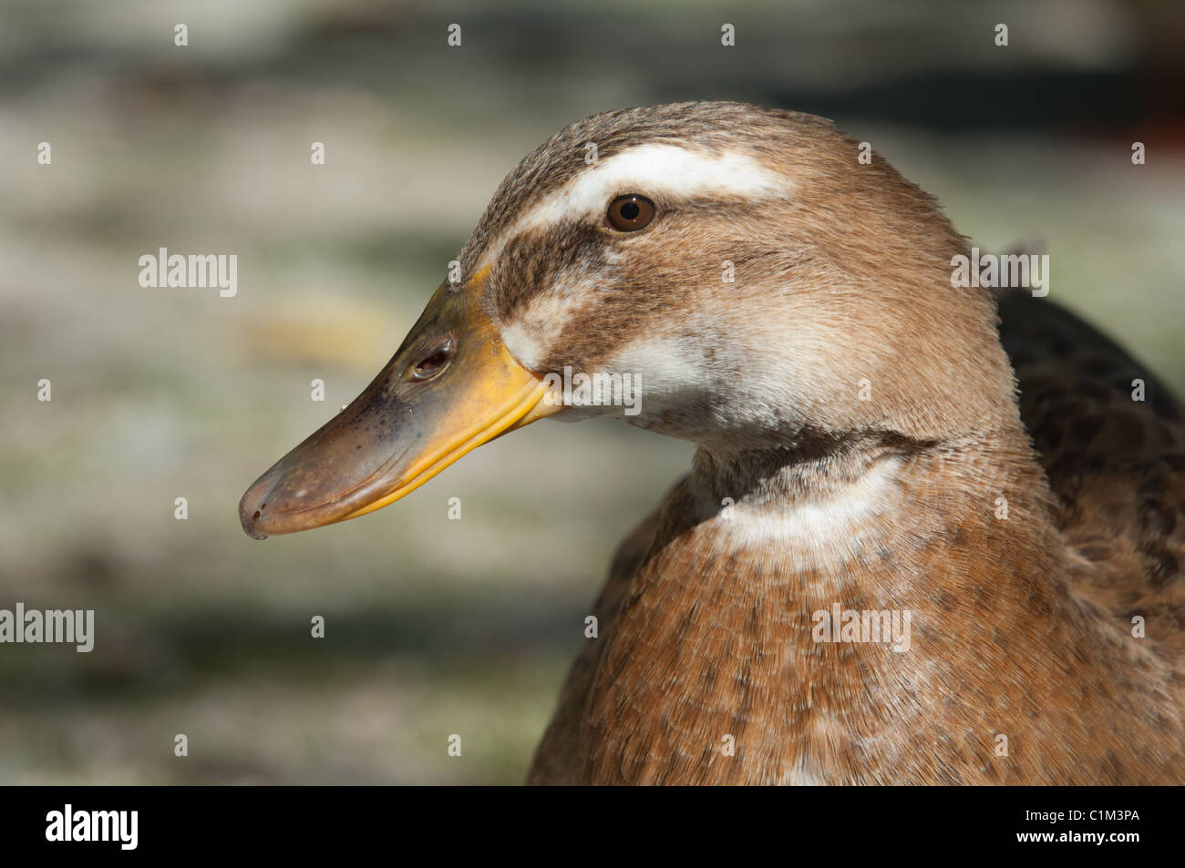 Portrait d'une Sarcelle d'été canard. Banque D'Images