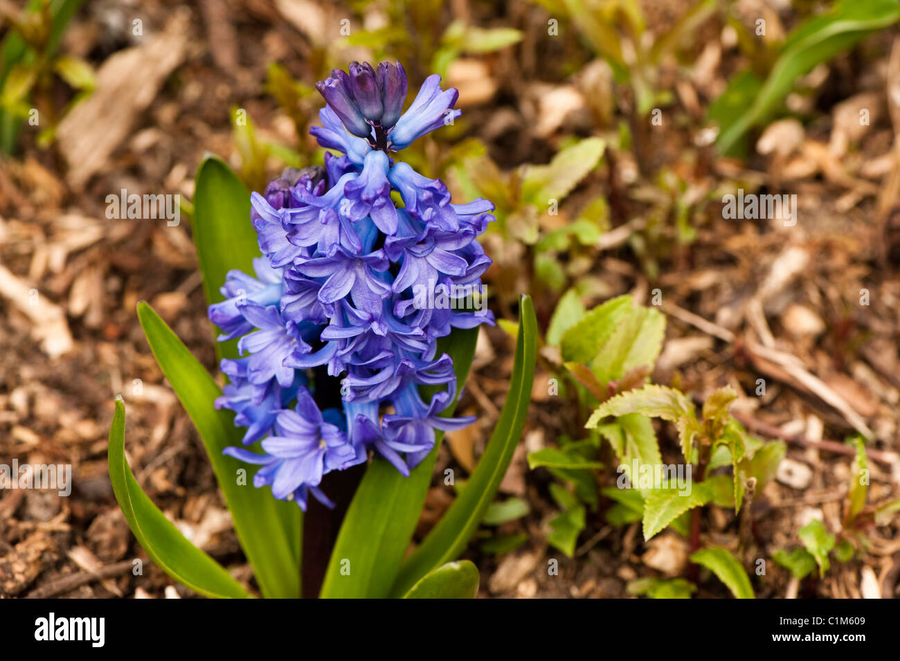 Dutch Jacinthe, Hyacinthus orientalis 'Blue elf', en fleurs Banque D'Images