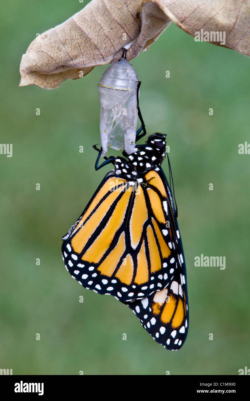 Papillon Monarque Danaus plexippus juste adultes ont émergé de chrysalide et de l'Est des États-Unis de séchage Banque D'Images
