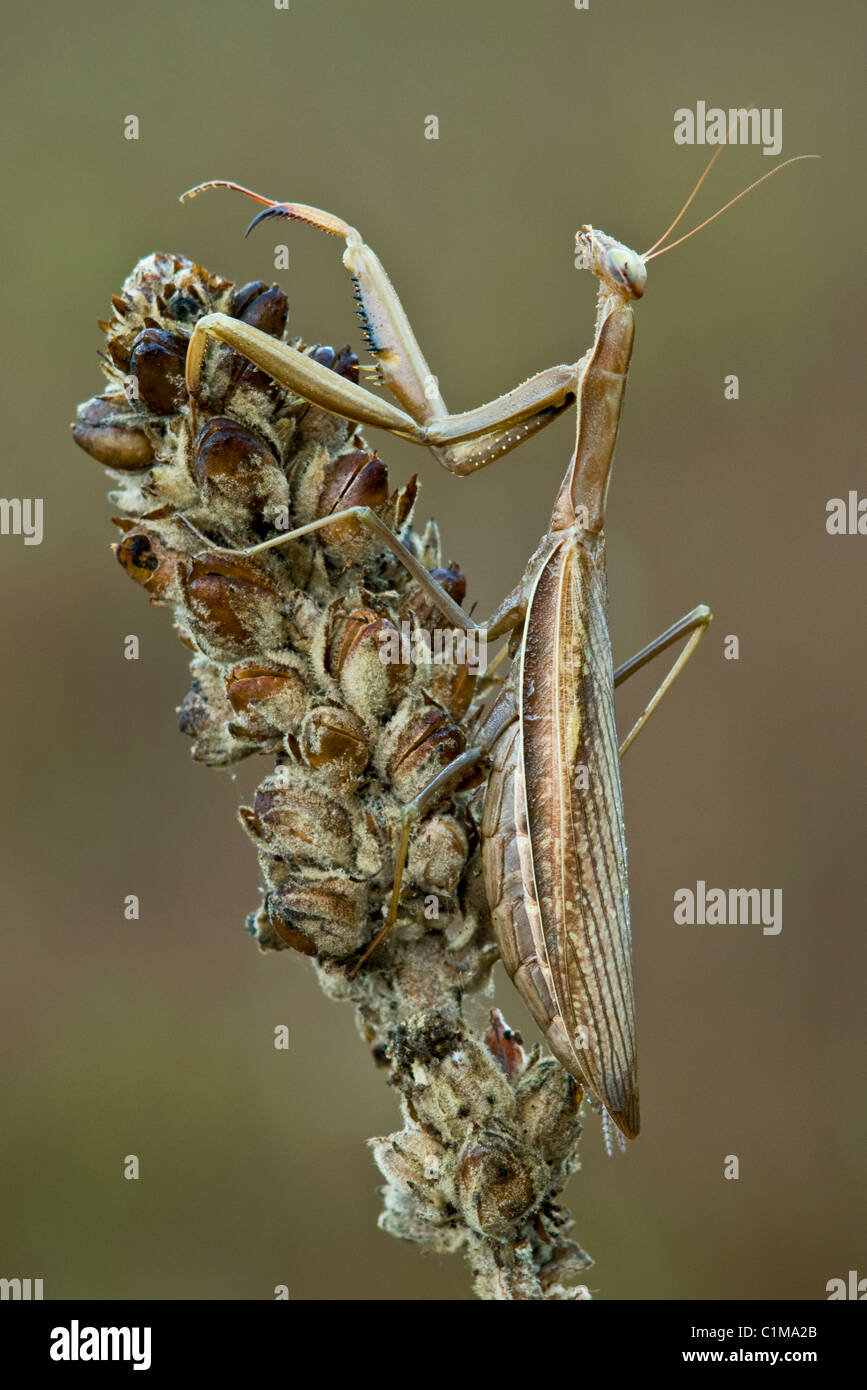 Mante religieuse chinoise Tenodera sinensis sur des plantes de Molène Verbascum thapsus est des Etats-Unis Banque D'Images