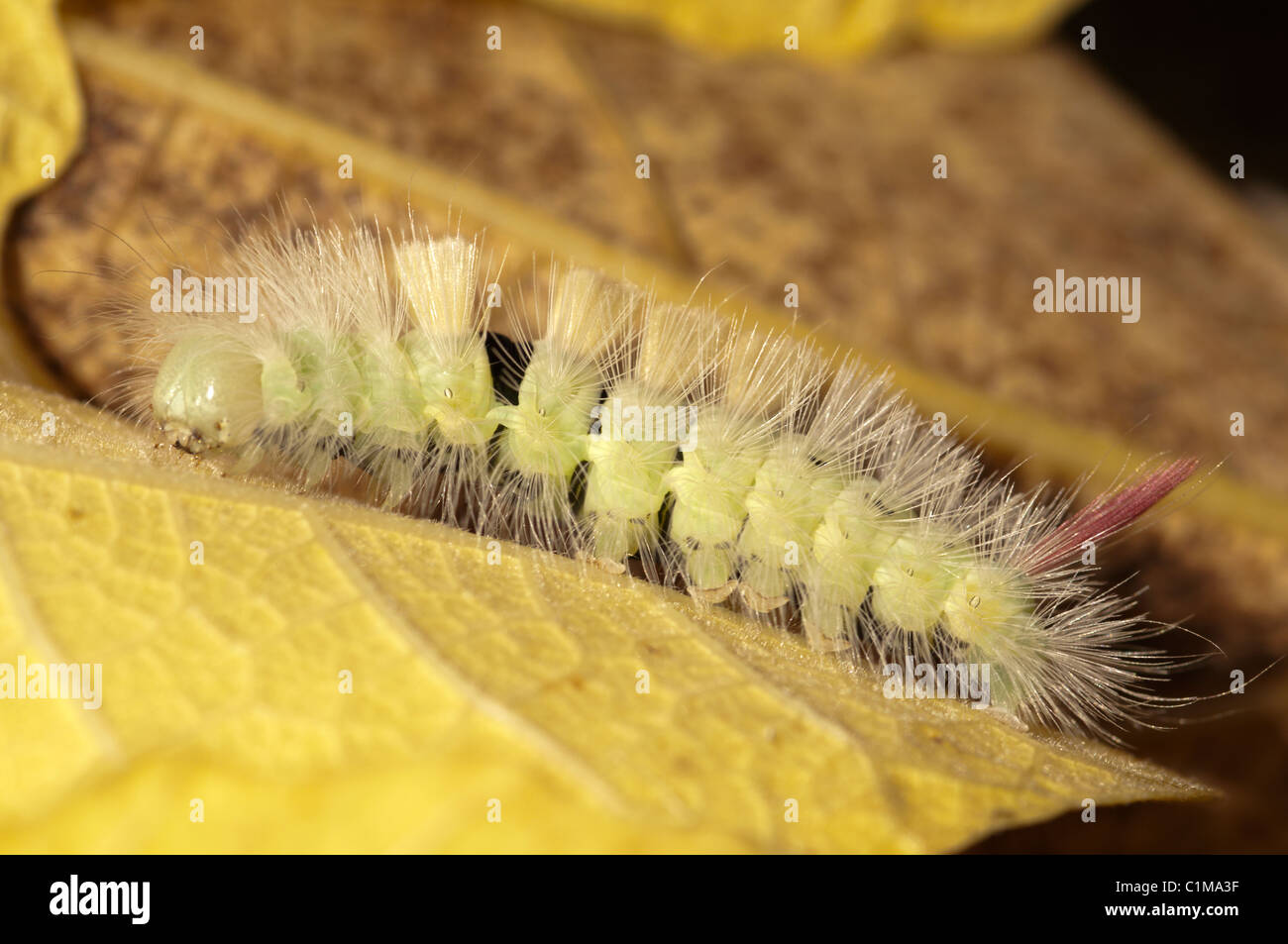 Pale Tussock, Dasychira pudibunda, espèce de caterpilar. Caterpilar poilue jaune avec queue rouge, West Sussex, UK. Octobre. Banque D'Images
