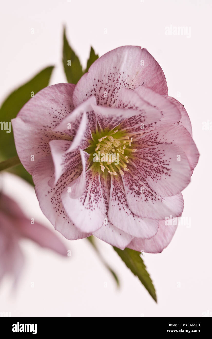 Helleborus hybridus 'pink double harvington Banque D'Images