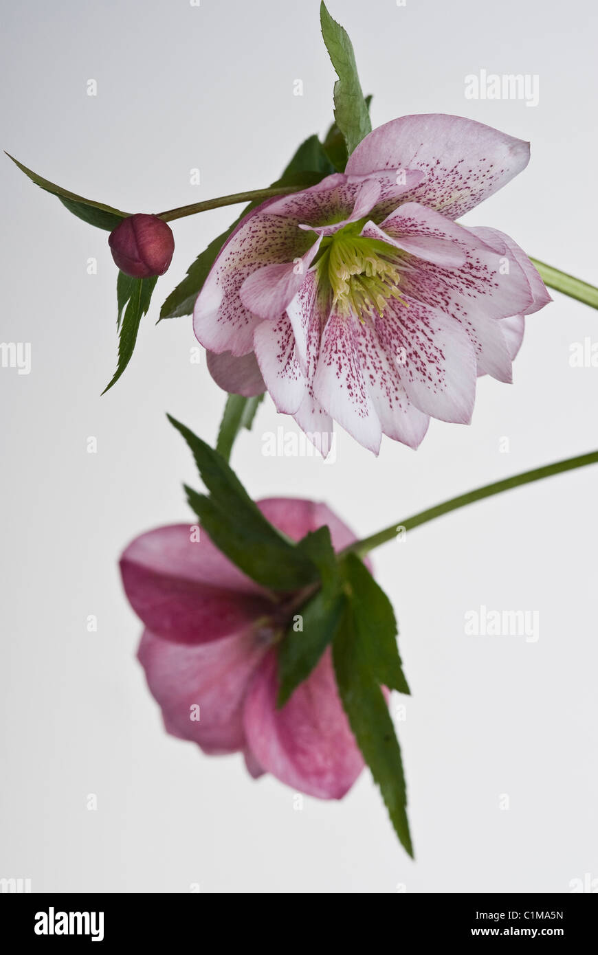 Helleborus hybridus 'Pink Double Harvington Banque D'Images