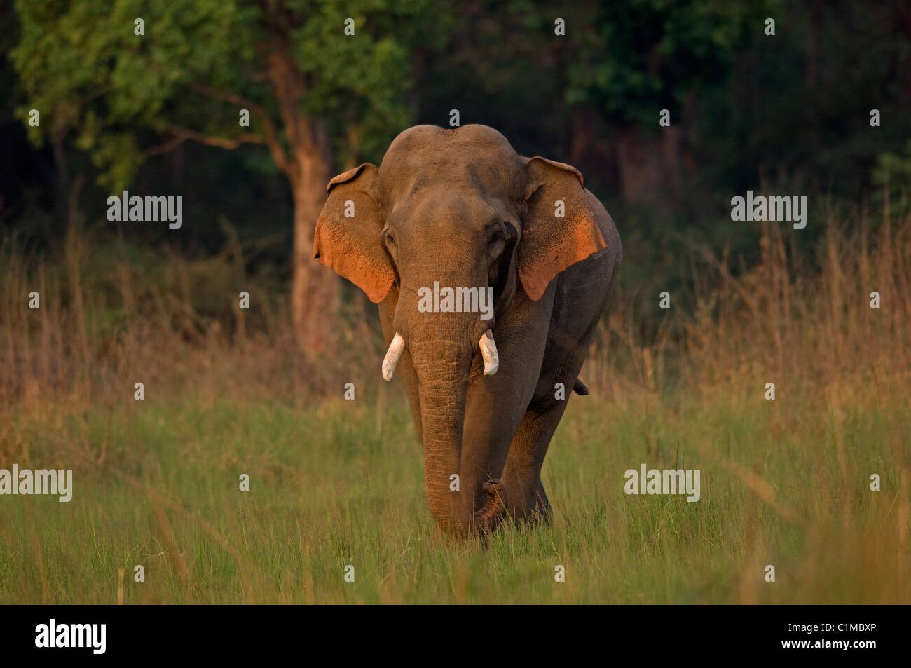 L'éléphant d'Asie Elephas maximus Corbett, Inde Banque D'Images