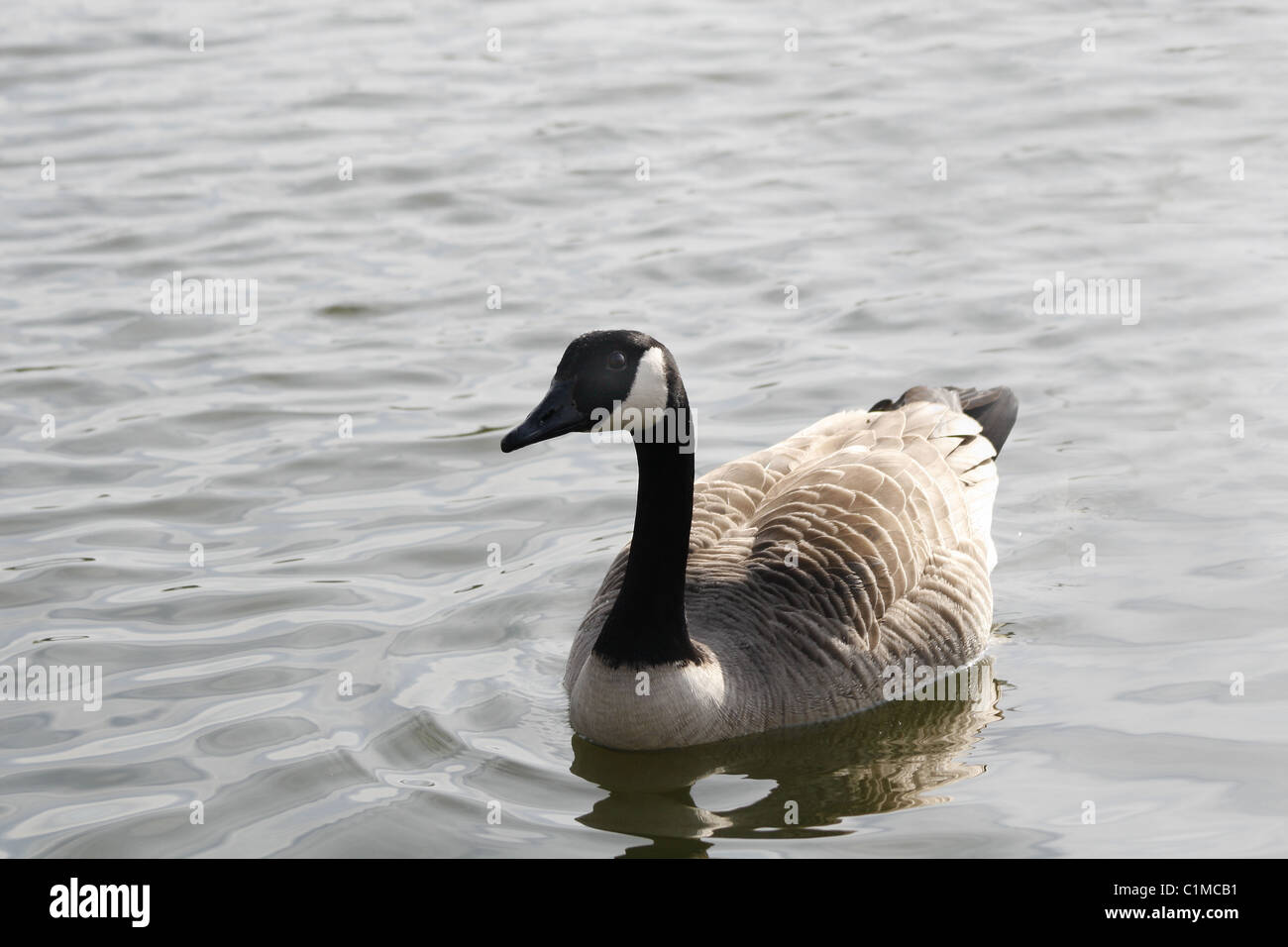 Canada goose sur Dune Lake, Worksop Branta canadensis Banque D'Images