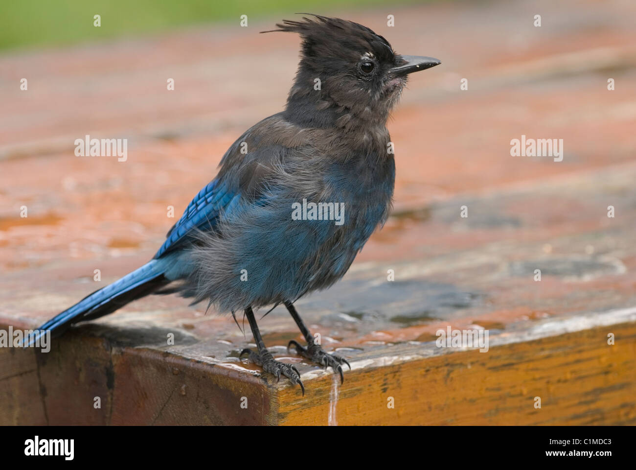 La stellaire Jay assis sur une table de pique-nique au sommet de Roger's Pass, British Columbia Canada Banque D'Images