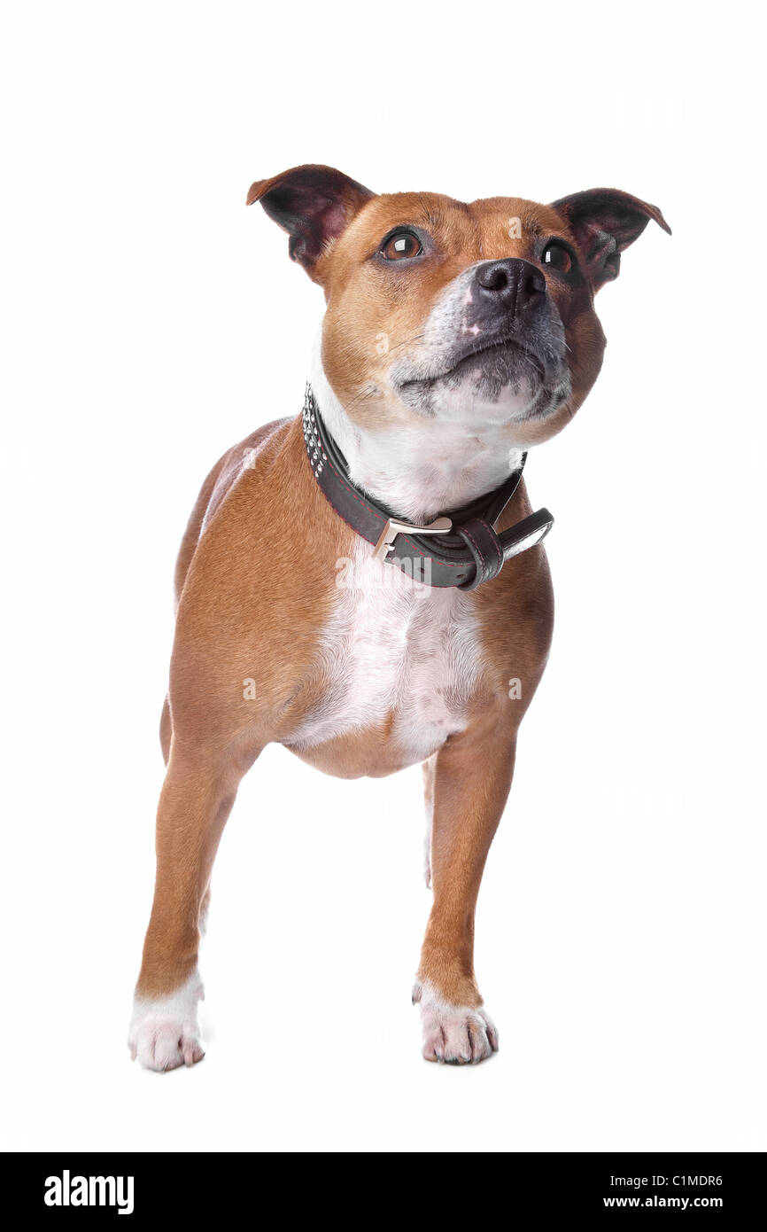 English Staffordshire Bull Terrier (staffordshire staffie, staffy, Stafford,) se trouvant sur le plancher, isolé sur fond blanc Banque D'Images