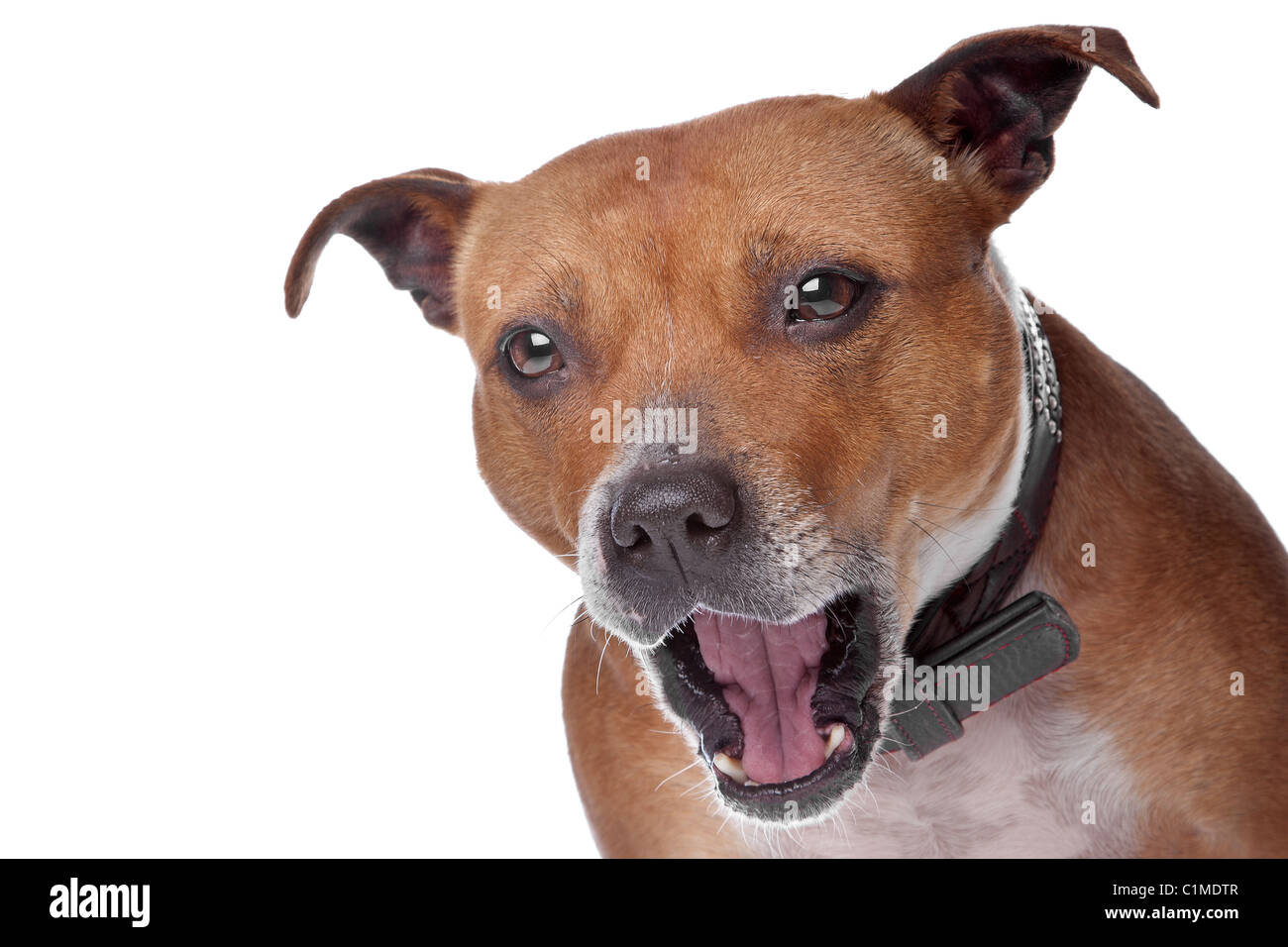 English Staffordshire Bull Terrier (staffordshire staffie, staffy, Stafford,) se trouvant sur le plancher, isolé sur fond blanc Banque D'Images