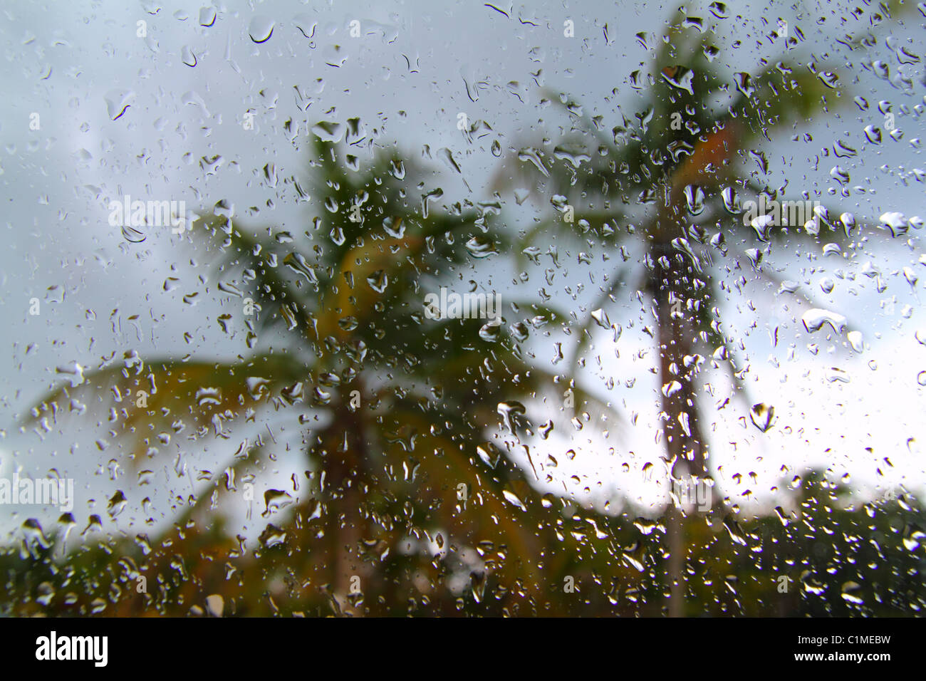 L'ouragan tempête tropicale palmiers à partir de la voiture à l'intérieur des gouttes d'eau en verre fenêtre Banque D'Images