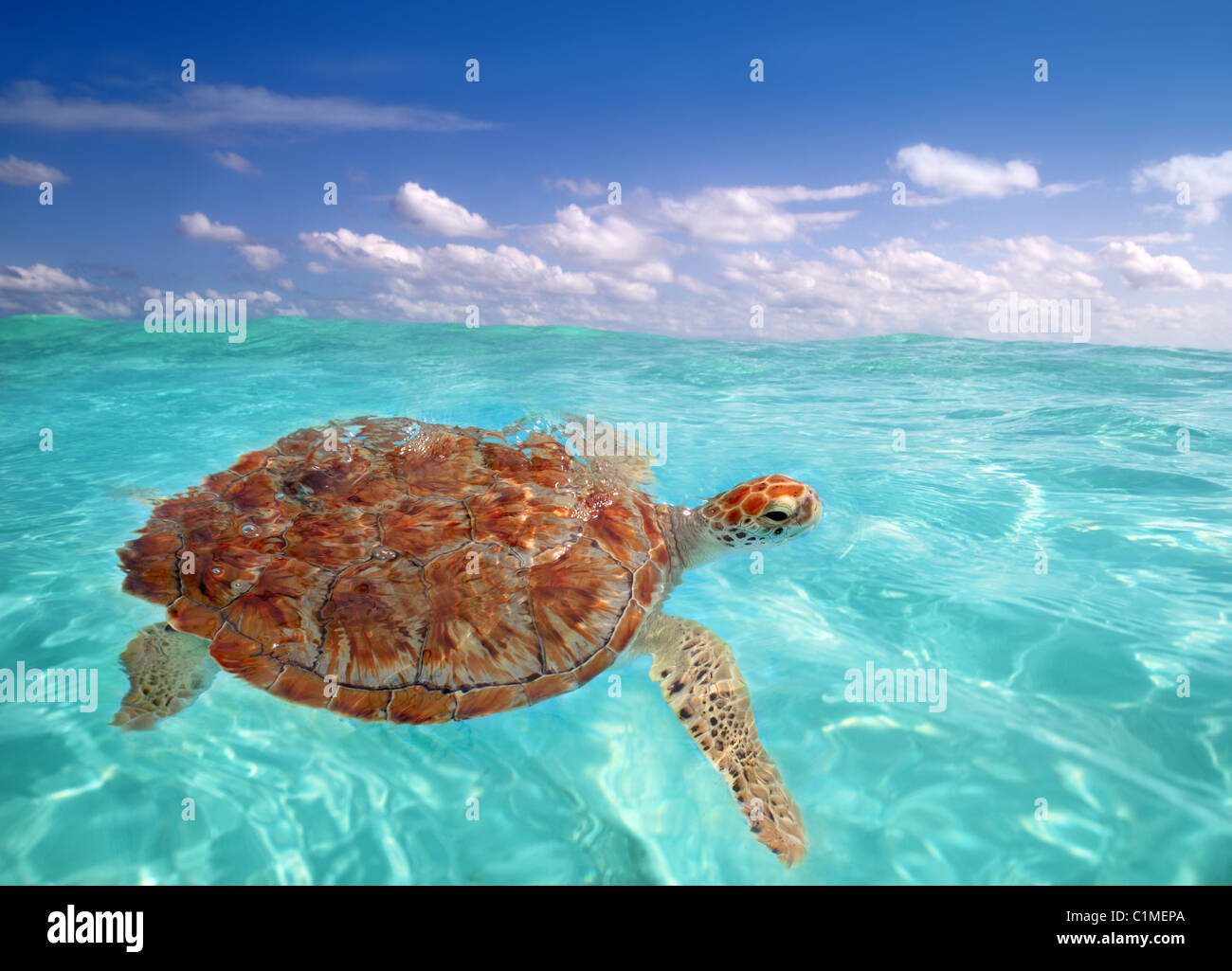 Tortue verte Chelonia mydas mer des Caraïbes Cheloniidae surface de l'eau Banque D'Images