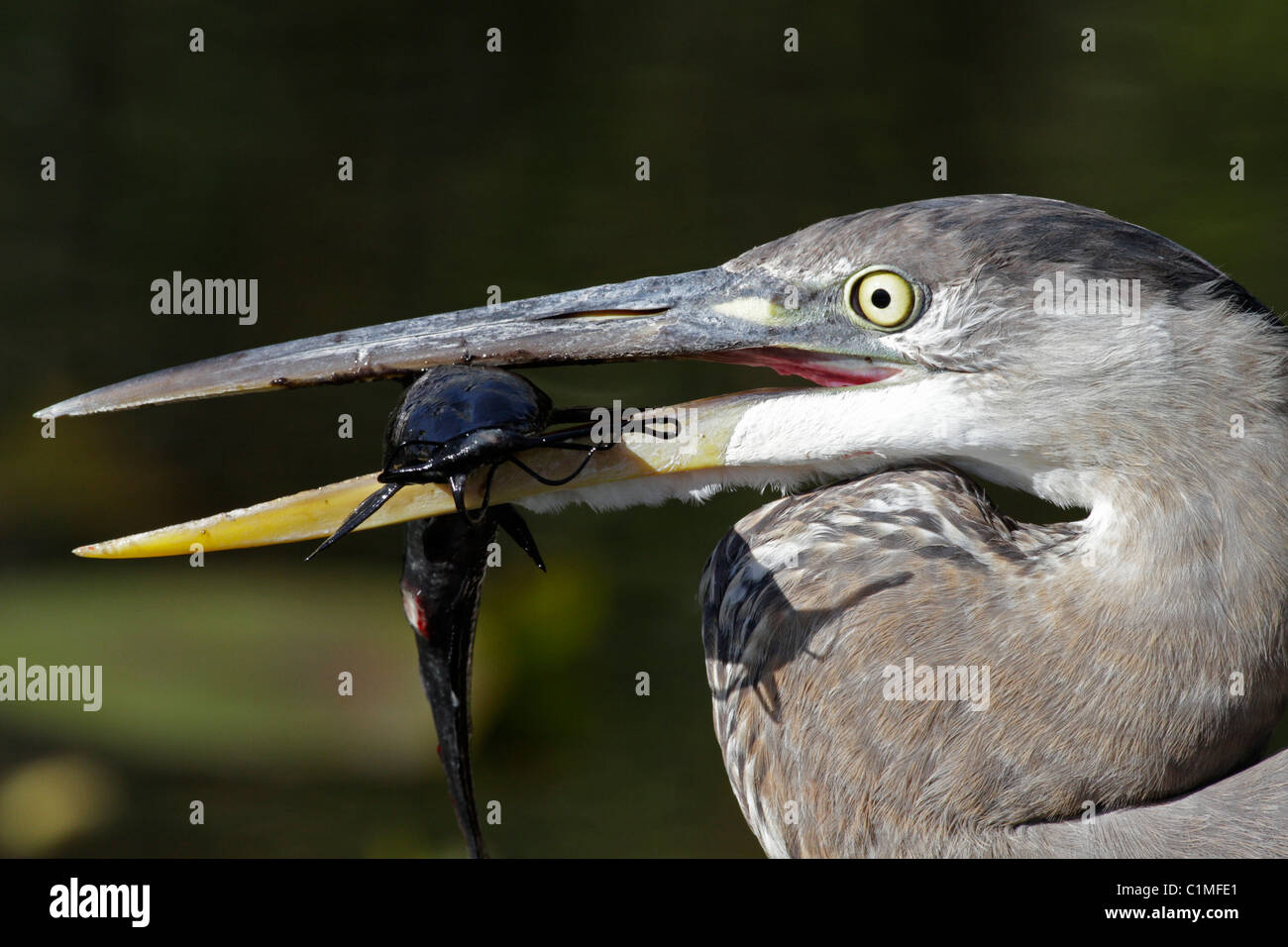 Grand Héron (Ardea herodias) à l'anhinga Trail, le Parc National des Everglades, en Floride. Il a attrapé un poisson-chat à pied. Banque D'Images