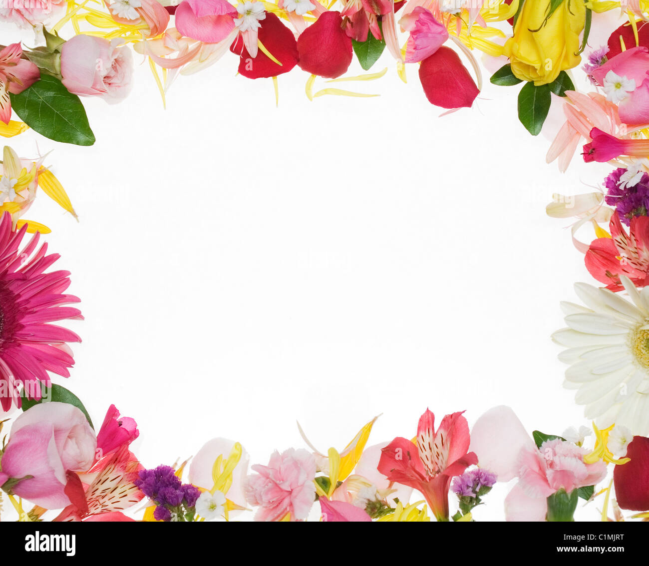 Frontière de fleurs sur fond blanc Banque D'Images