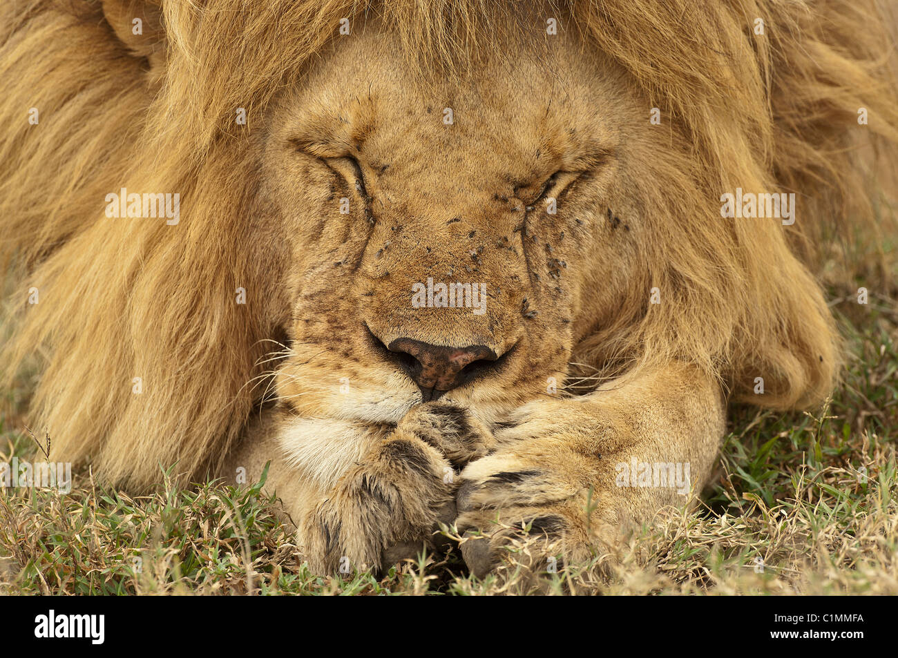 Stock photo d'un grand mâle lion reposant dans l'herbe, la tête sur ses pattes. Banque D'Images