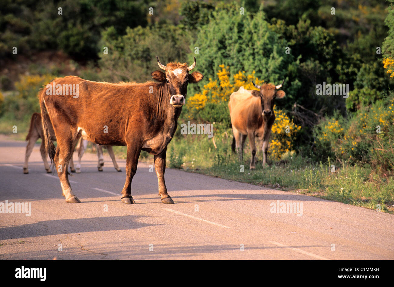 France, Haute Corse, Golo vallée, les vaches sur la route Banque D'Images