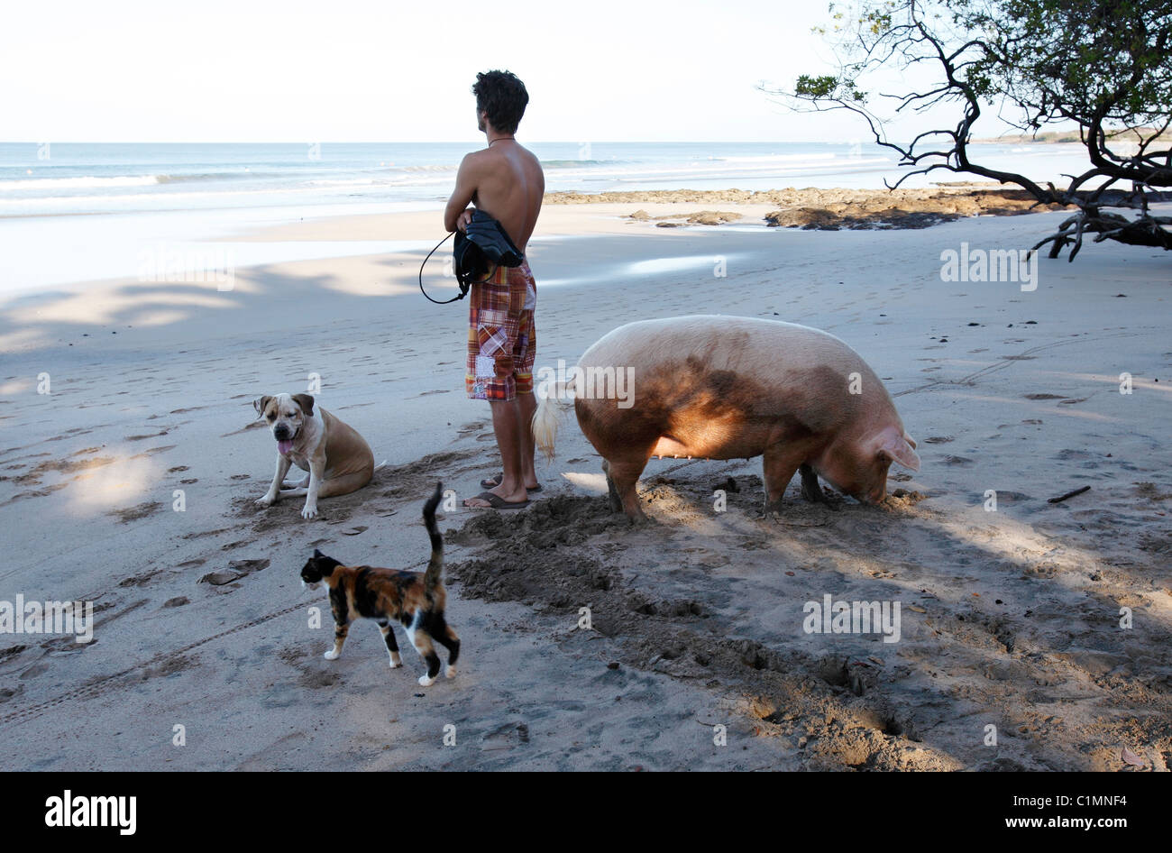 Un surfeur, un chien, un chat et un cochon sur Playa Avellanas, Péninsule de Nicoya, Costa Rica Banque D'Images