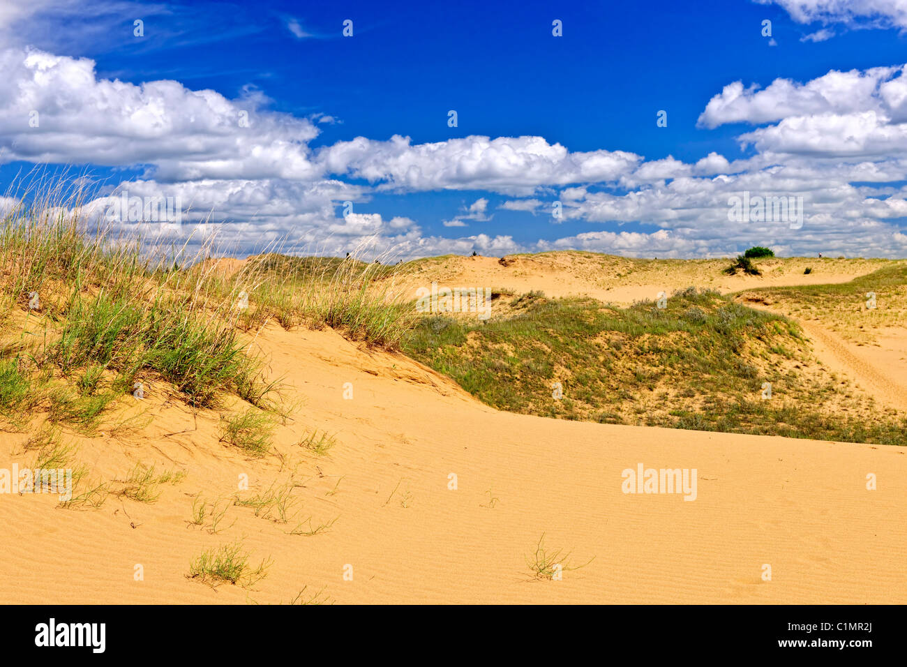 Paysage de dunes Spirit Sands dans le parc provincial Spruce Woods, Manitoba, Canada Banque D'Images