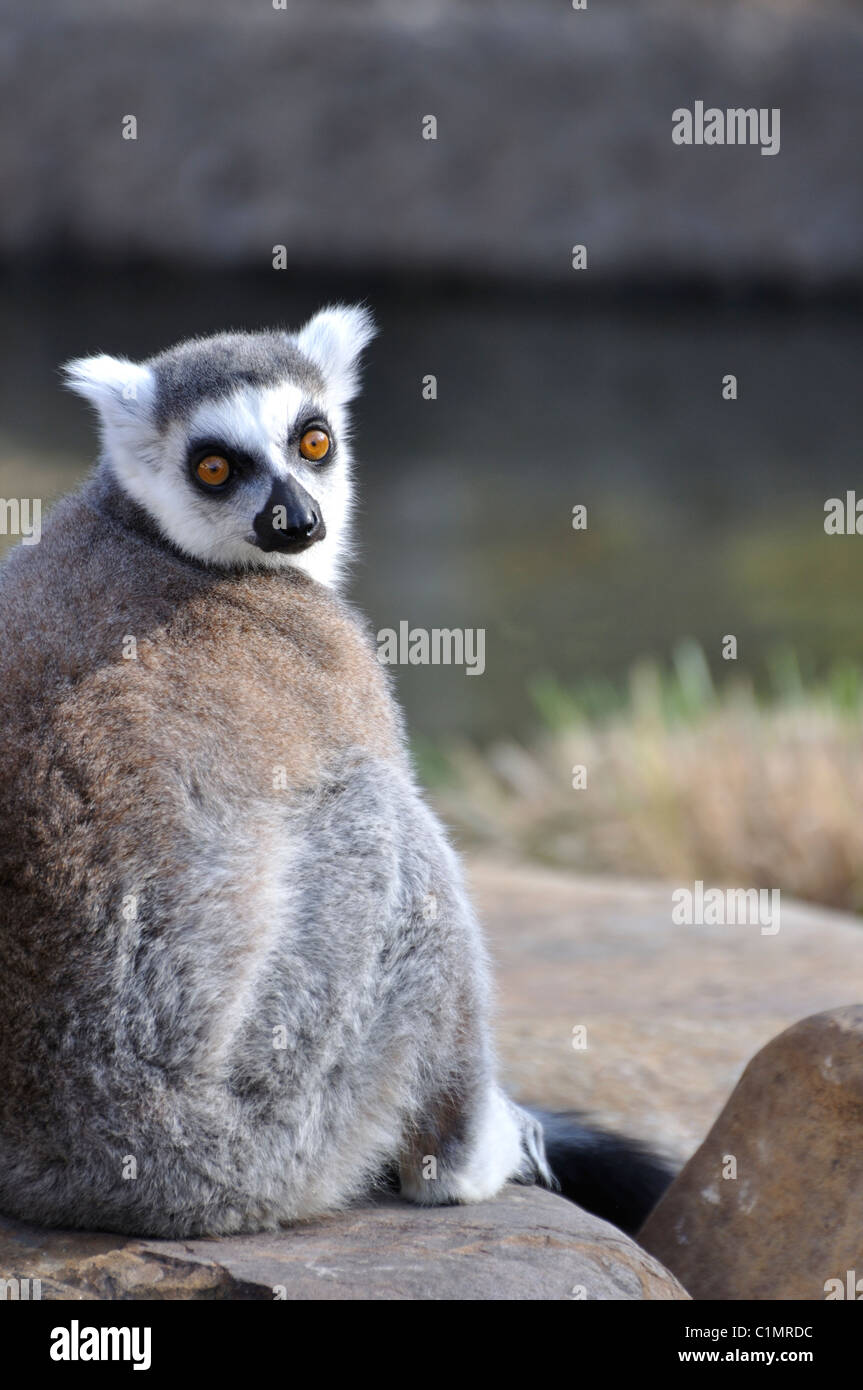 Lémuriens - ring-tailed Lemur catta Banque D'Images