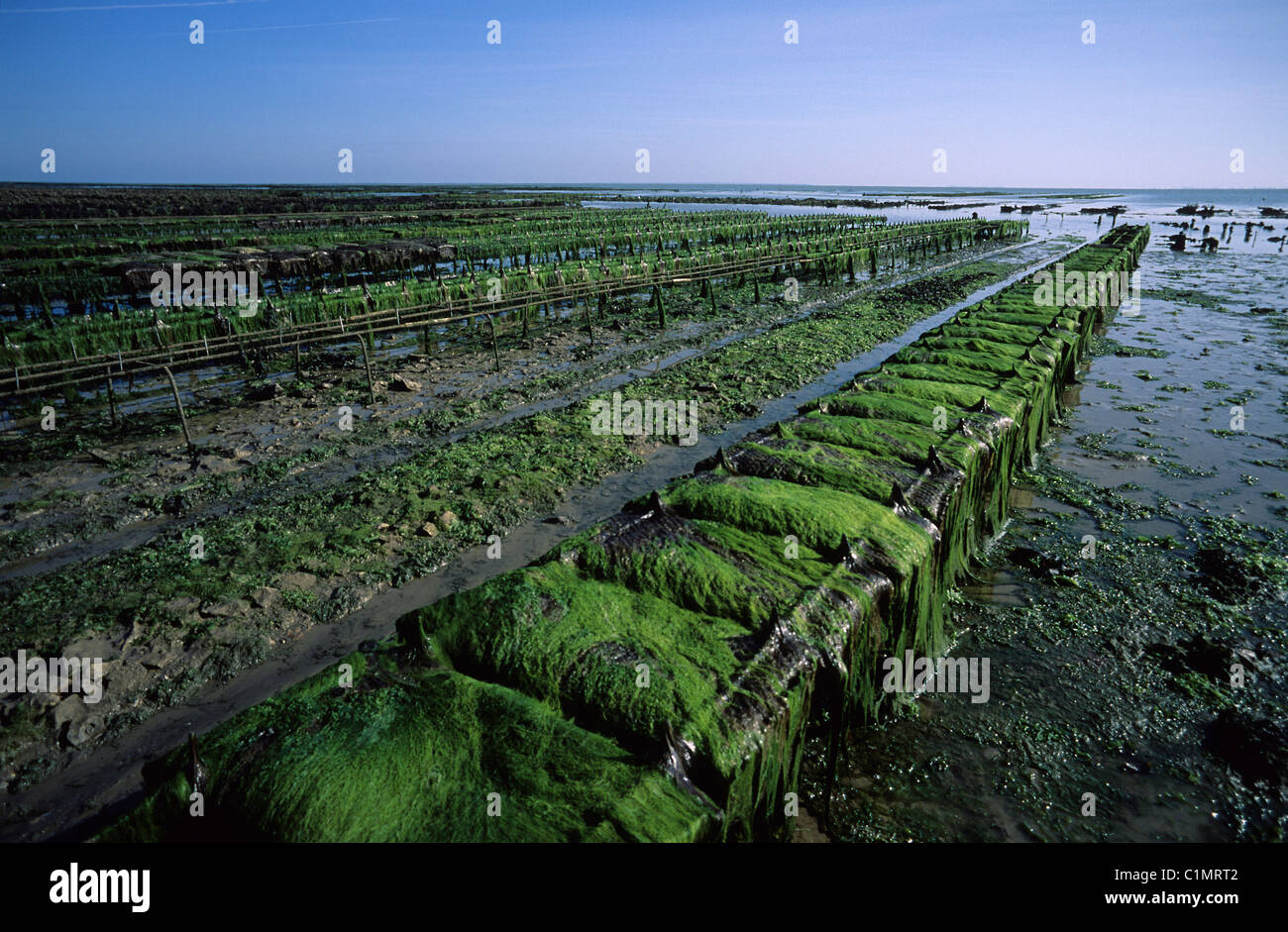 France Charente Maritime Ile de Re La Flotte en Ré village labellisé