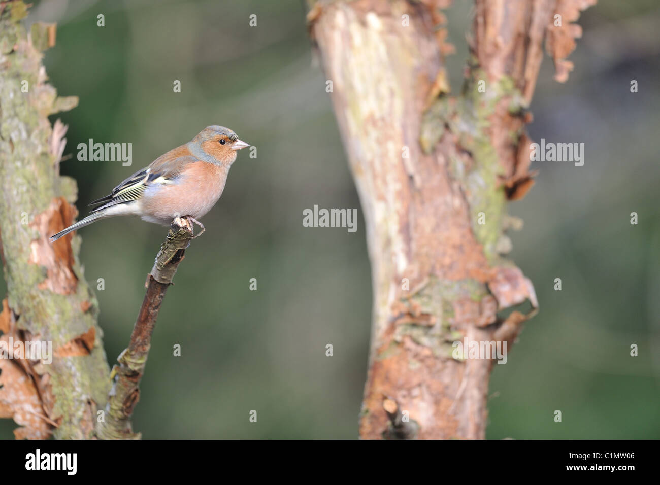 Chaffinch pinson commun européen - (Fringilla coelebs) mâle perché sur une branche morte - Louvain-La-Neuve - Belgique Banque D'Images