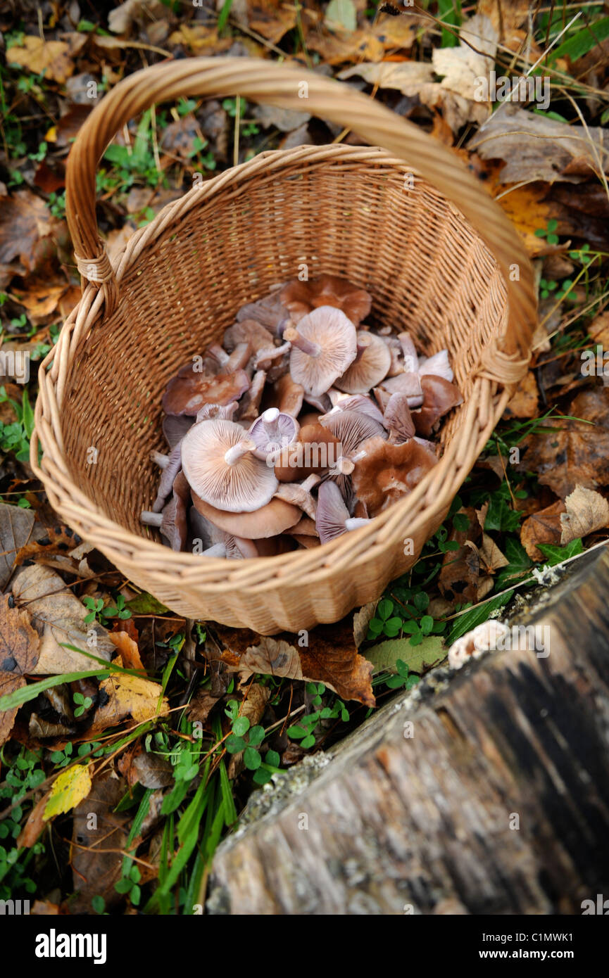 Un panier de champignons Bois Blewit recueillies en Gwent woodland Pays de Galles, Royaume-Uni Banque D'Images