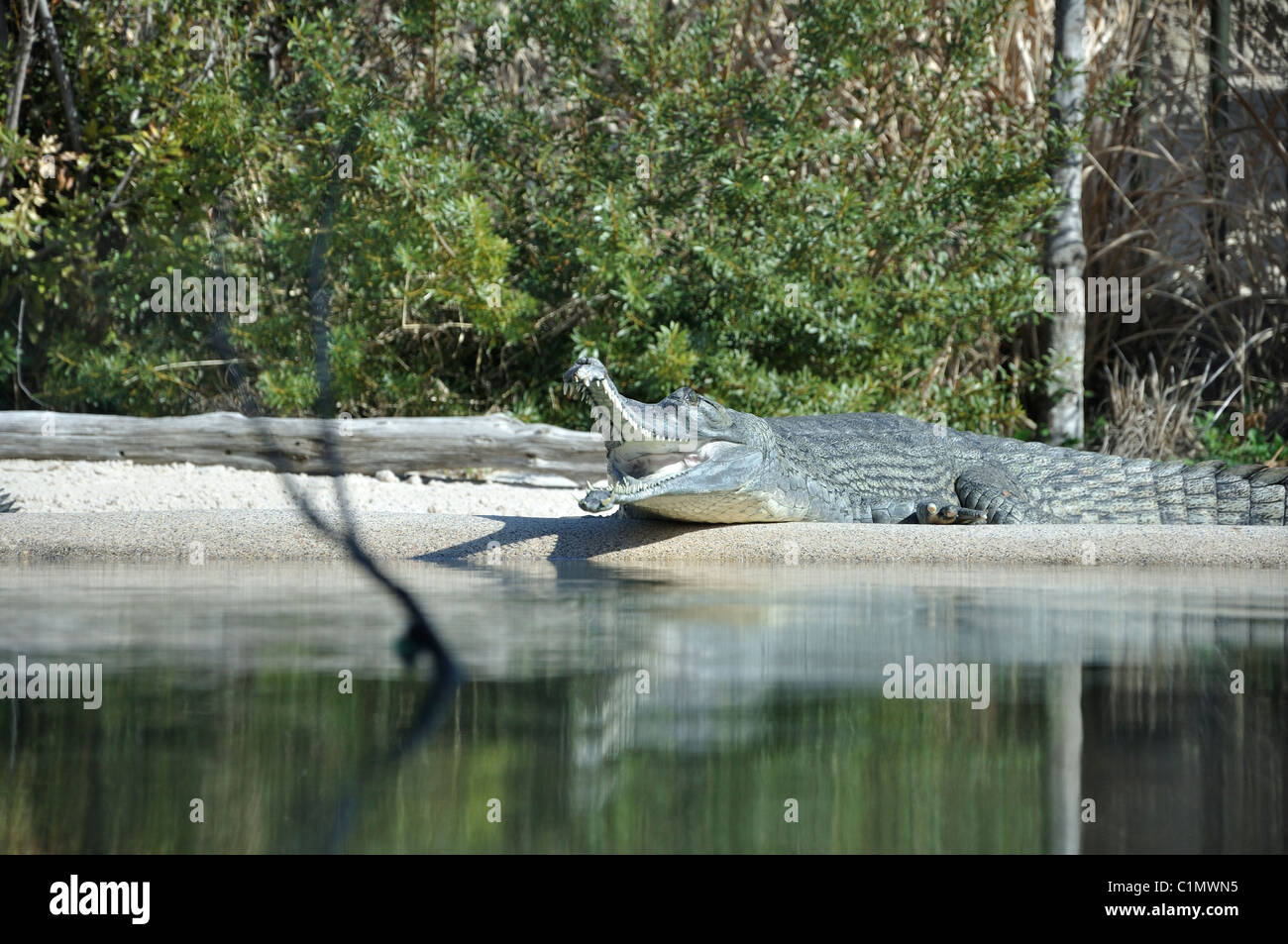 Gavial - crocodile - Gavialis gangeticus indien - aka Gavial Banque D'Images