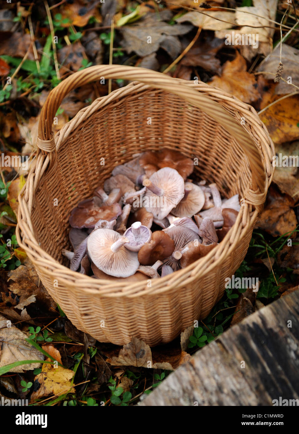 Un panier de champignons Bois Blewit recueillies en Gwent woodland Pays de Galles, Royaume-Uni Banque D'Images