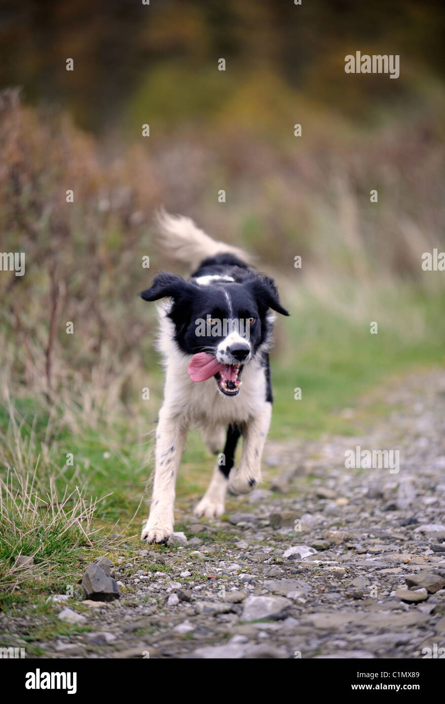 Un jeune chien Border Collie en woodland Mid Wales UK Banque D'Images