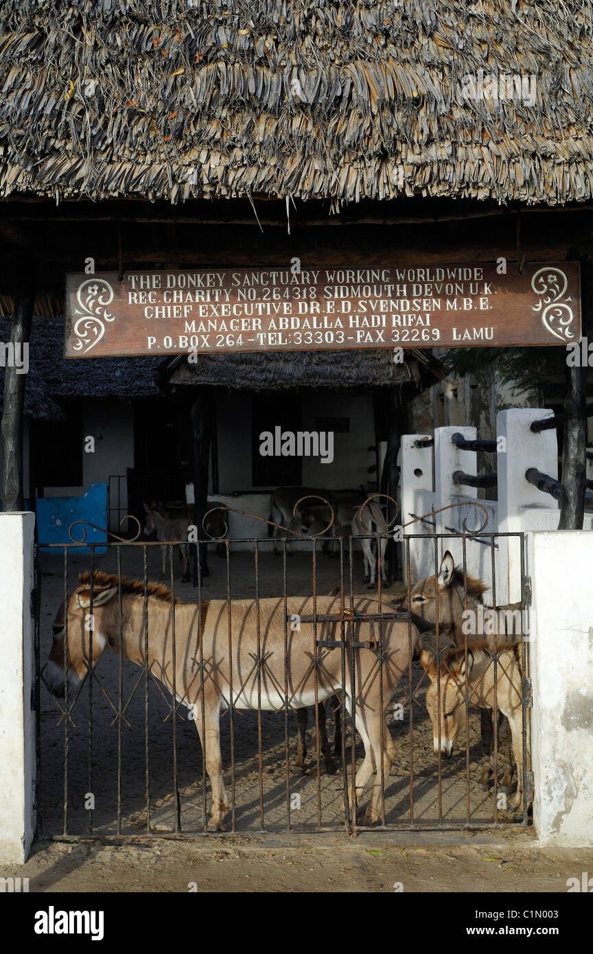 L'île de Lamu, Kenya, Lamu ville classée au Patrimoine Mondial par l'UNESCO, le Donkey Sanctuary Banque D'Images