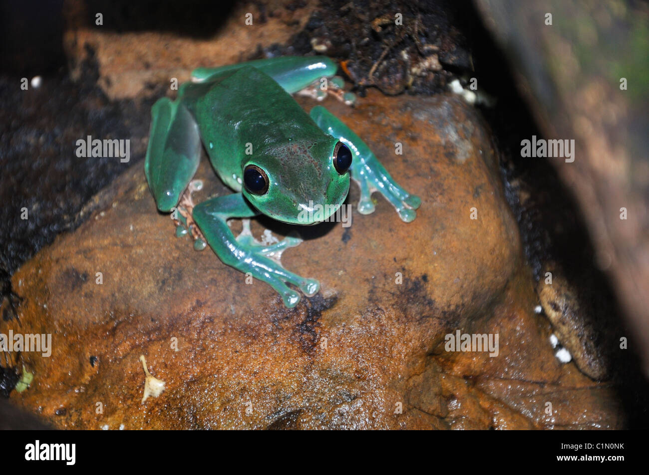 Dendrobates pumilio bleu fraise aka-Poison dart Frog Banque D'Images