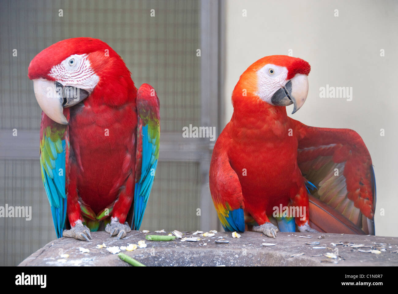 Parc des oiseaux à Kuala Lumpur, capitale de la Malaisie Banque D'Images