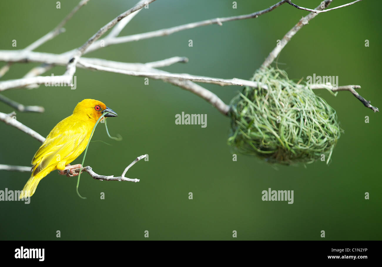 Golden Palm Weaver. Ploceus bojeri . Saadani. weaver bâtiment d'oiseaux nichent en Tanzanie Banque D'Images