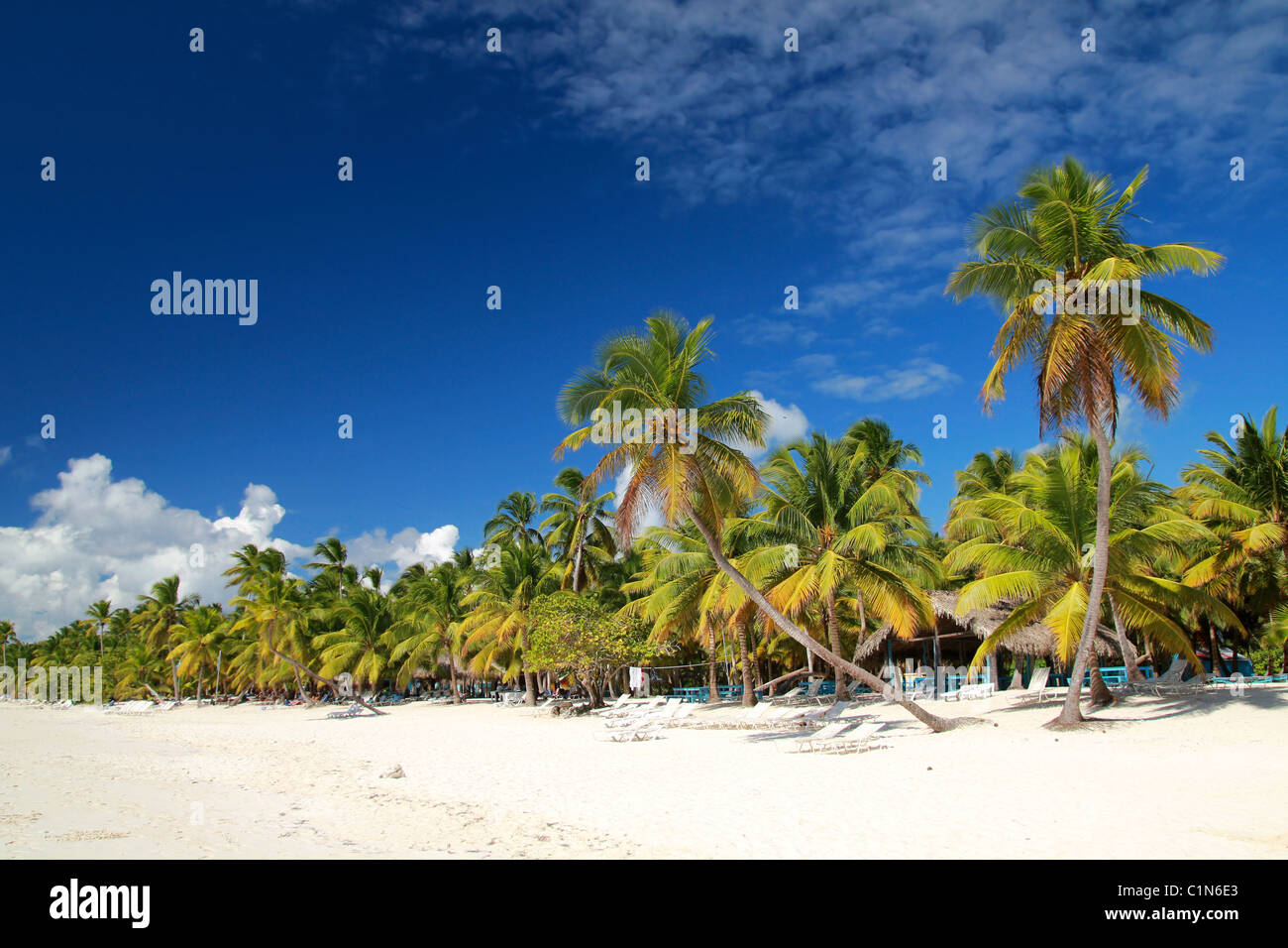 Palmiers sur la plage tropicale sur la mer des Caraïbes Banque D'Images