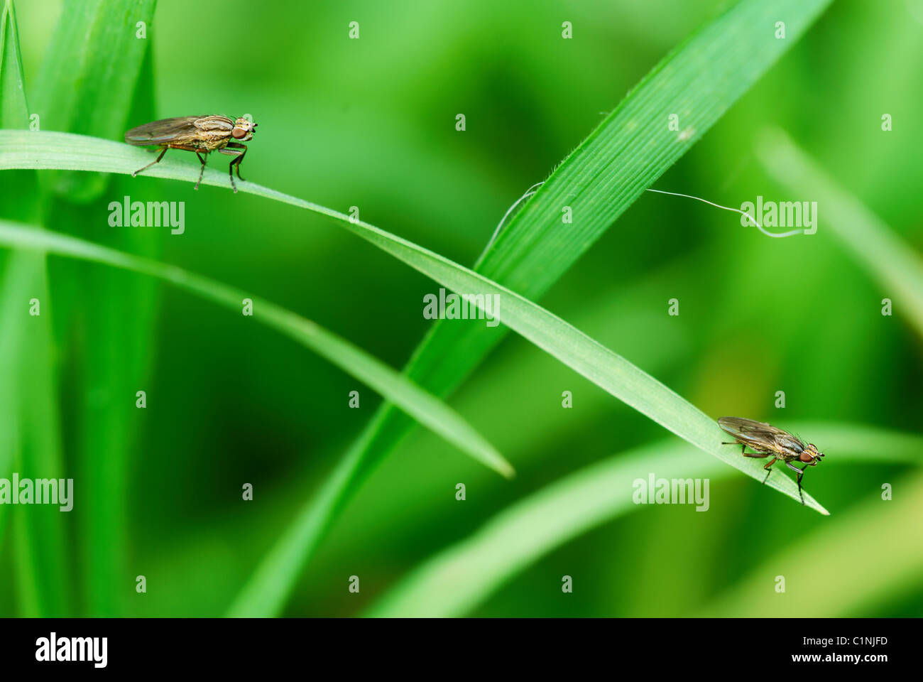 Deux mouches assis sur le seul brin d'herbe Banque D'Images